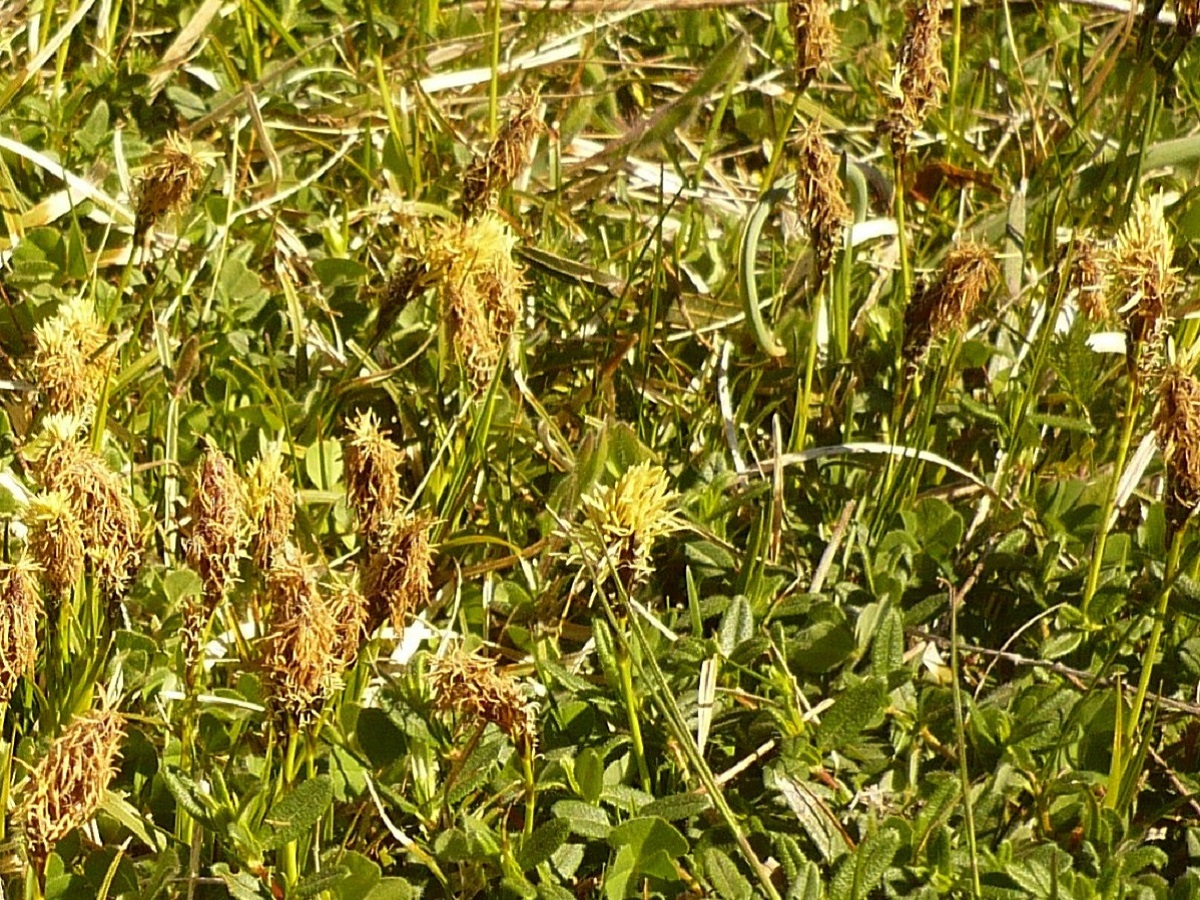 Carex caryophyllea (Cyperaceae)